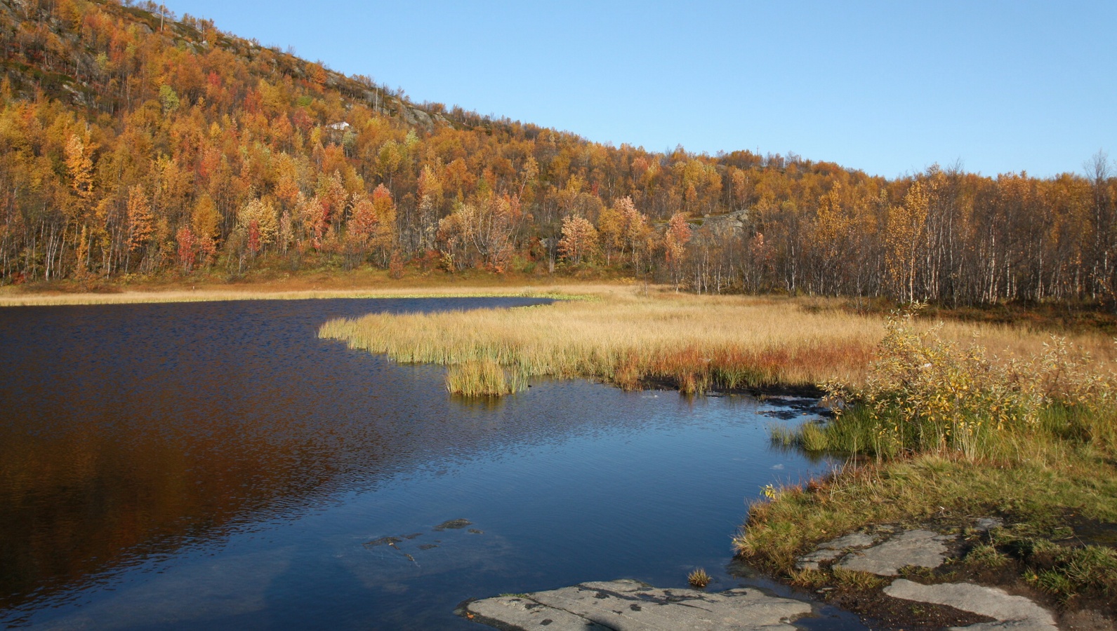 Горелая сопка, image of landscape/habitat.