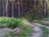 Image of landscape