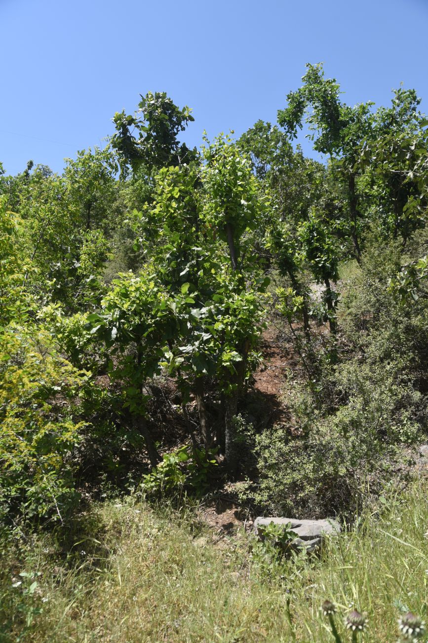 Кёпрюлю, image of landscape/habitat.