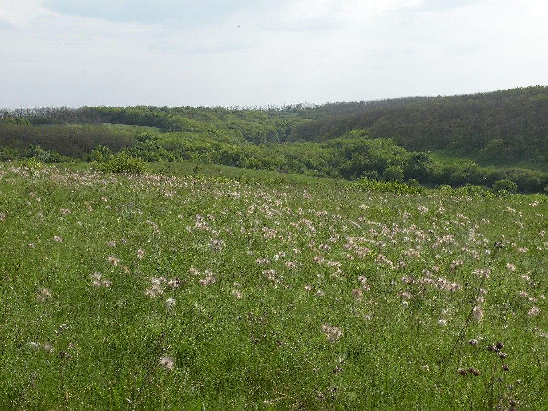 Верховья реки Самоткань, image of landscape/habitat.