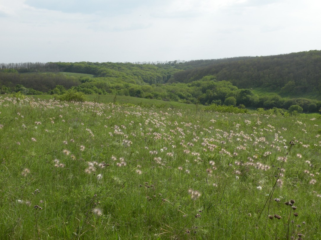 Верховья реки Самоткань, image of landscape/habitat.