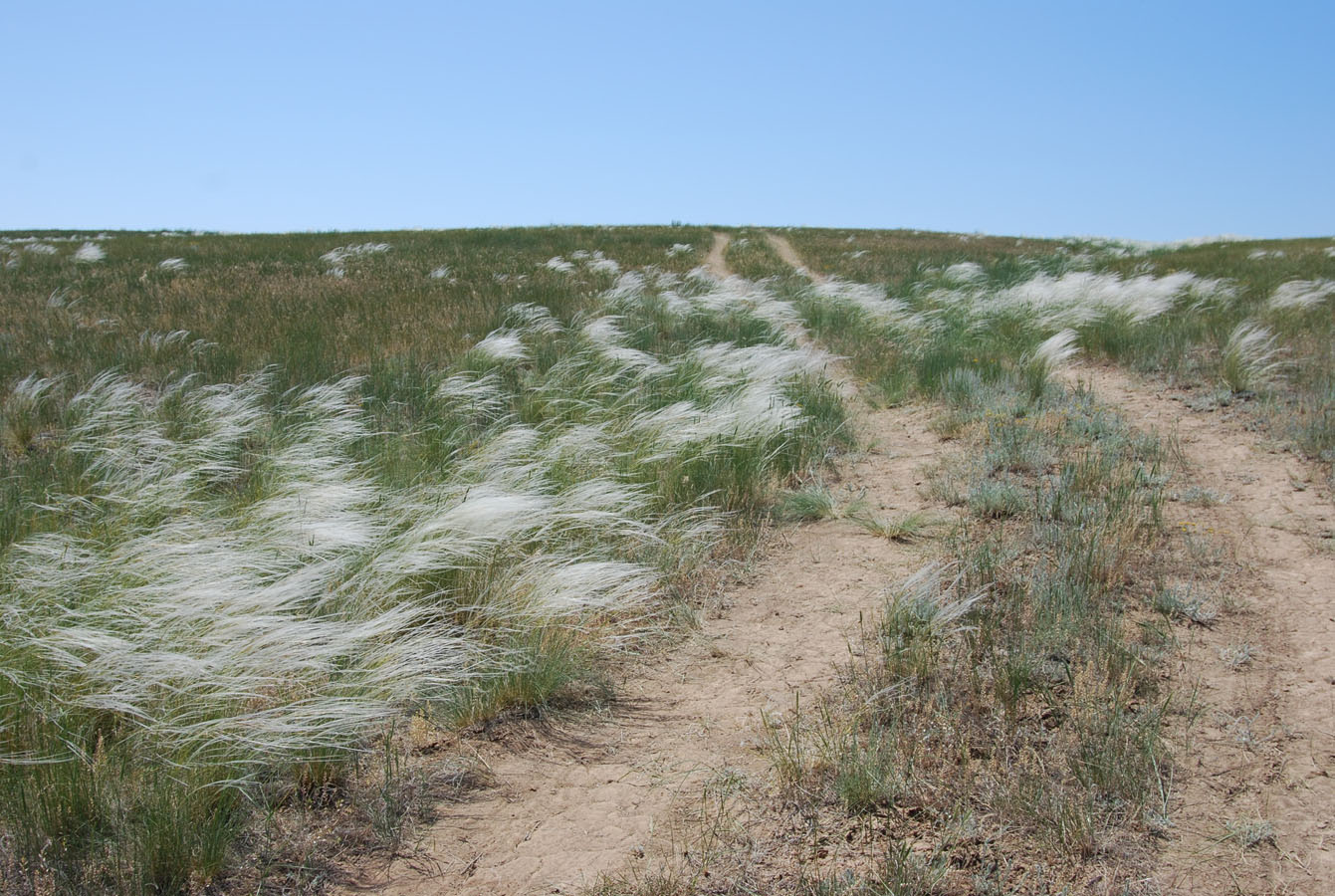 Побережье озера Эльтон, image of landscape/habitat.