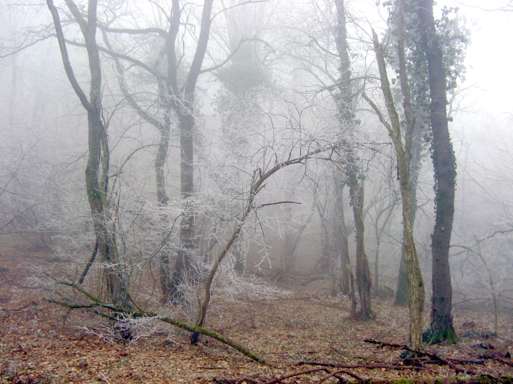 Урочище Кубалач, image of landscape/habitat.