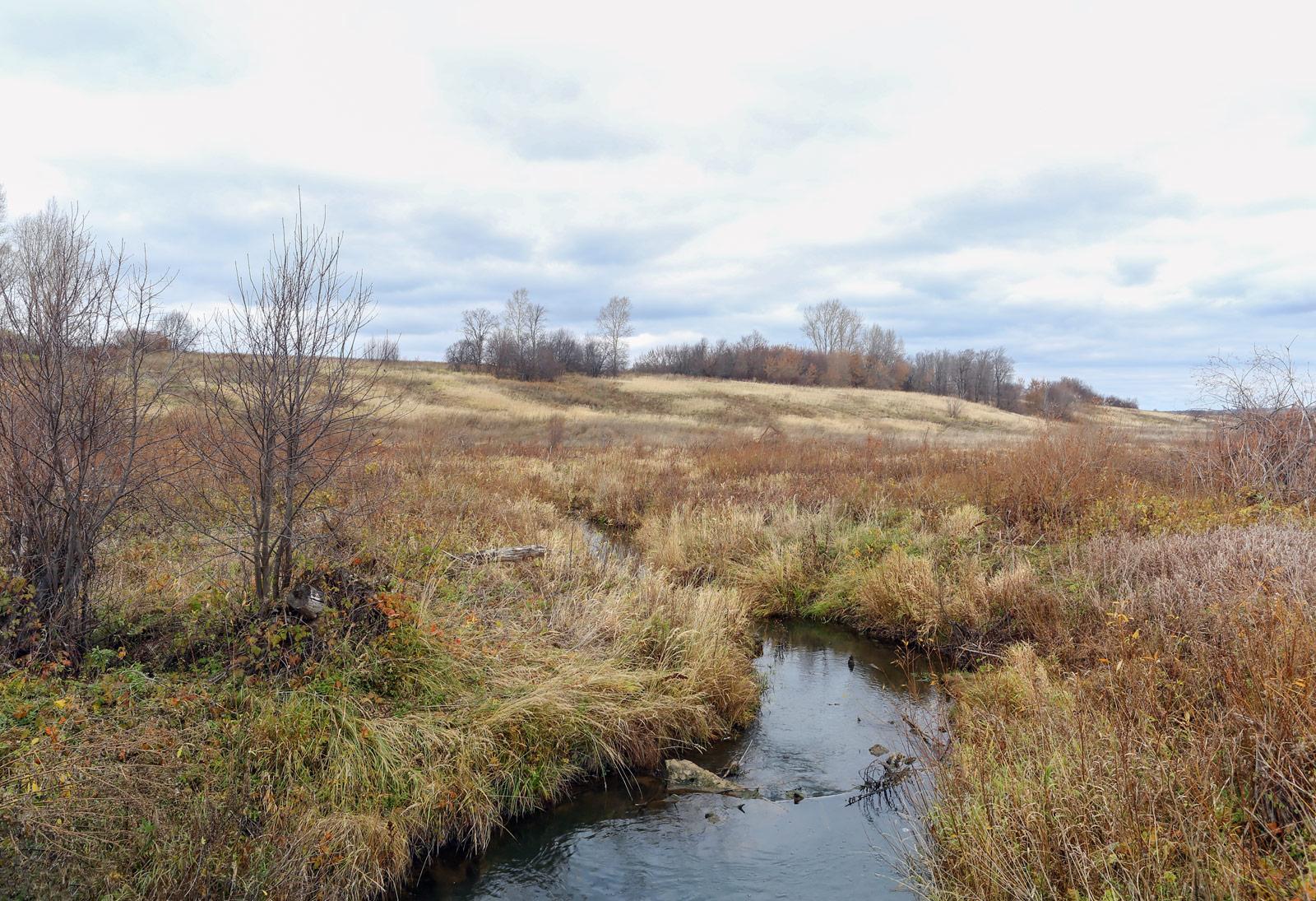 Окрестности села Красный Бор, image of landscape/habitat.