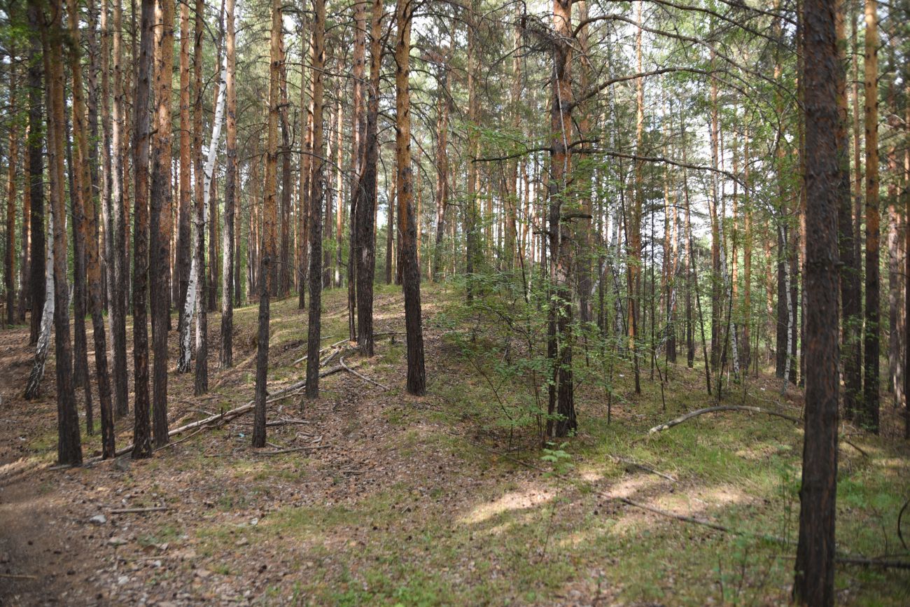 Окрестности Динамитного завода, image of landscape/habitat.