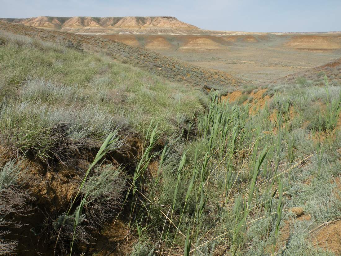 Чинк Донызтау, image of landscape/habitat.