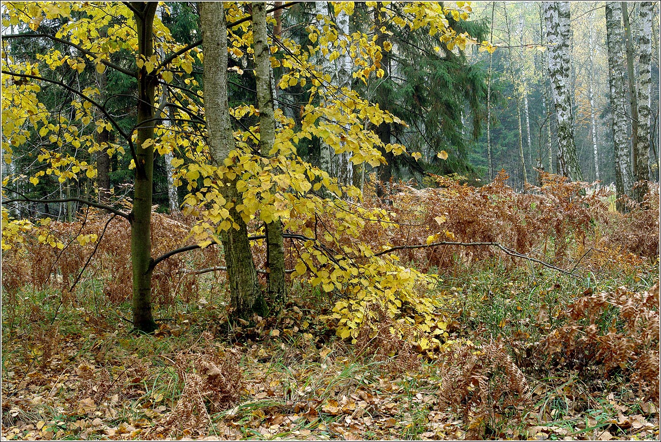 Окрестности Хрипани, image of landscape/habitat.