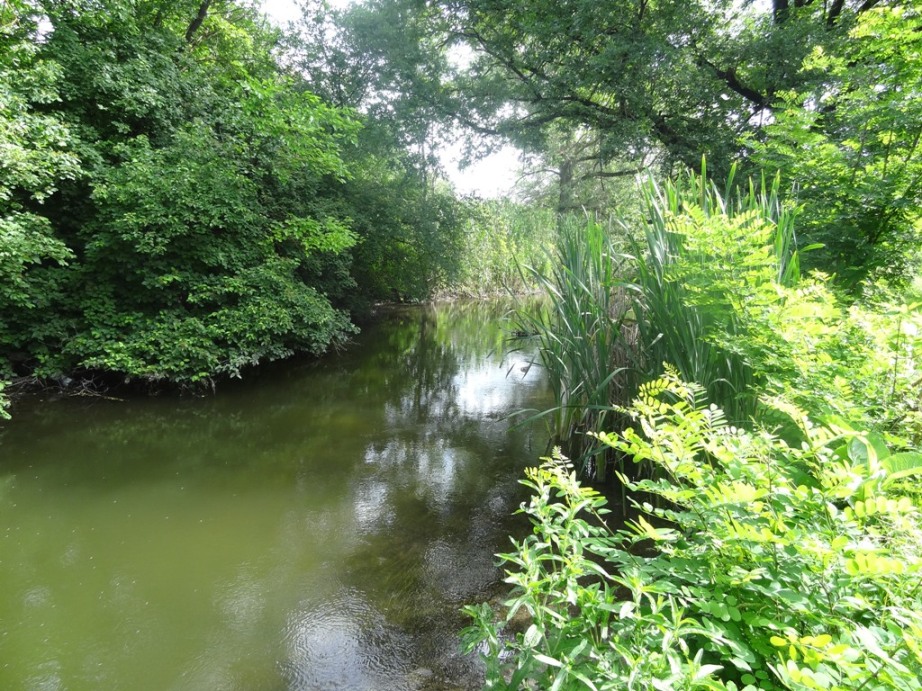 Курская, image of landscape/habitat.