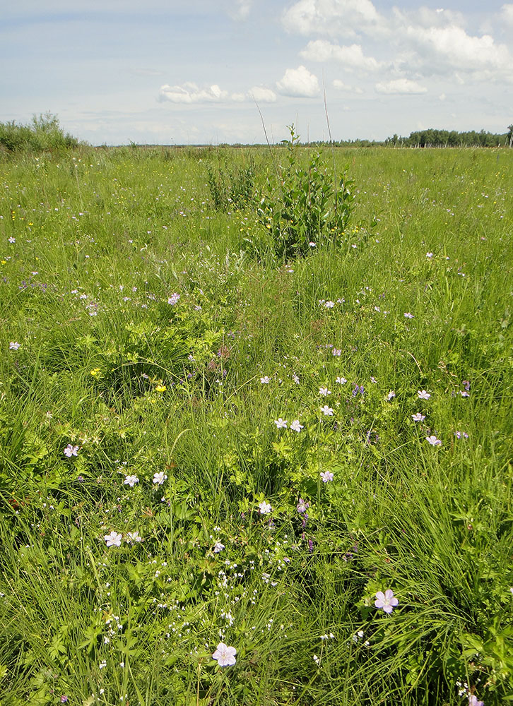 Позднякова, image of landscape/habitat.