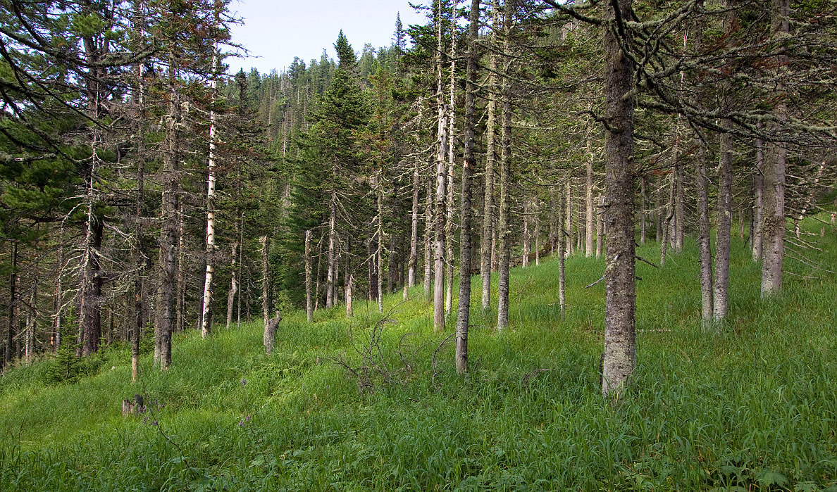 Тропа на "Чум", image of landscape/habitat.