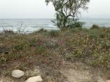 Image of landscape