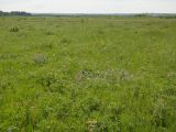 Позднякова, image of landscape/habitat.