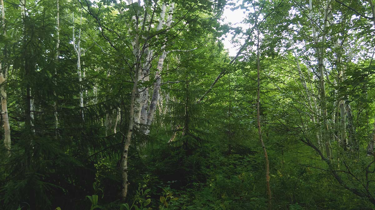 Озеро Светлое, image of landscape/habitat.