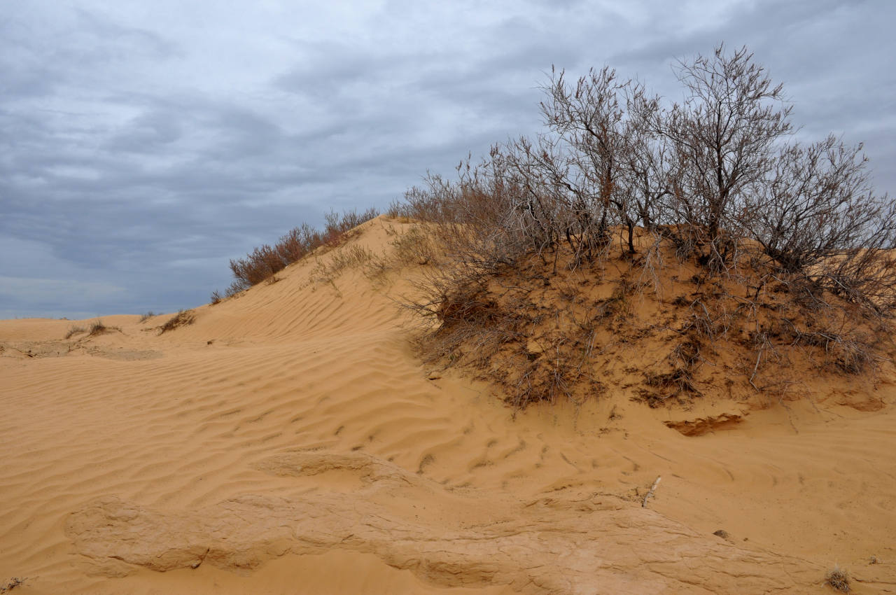 Окрестности Комсомольского, image of landscape/habitat.