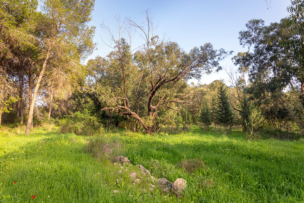 Лес Бен-Шемен, image of landscape/habitat.