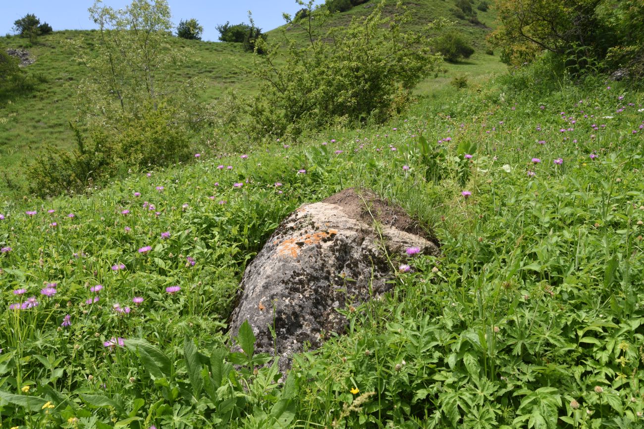 Окрестности урочища Цхаралте, image of landscape/habitat.