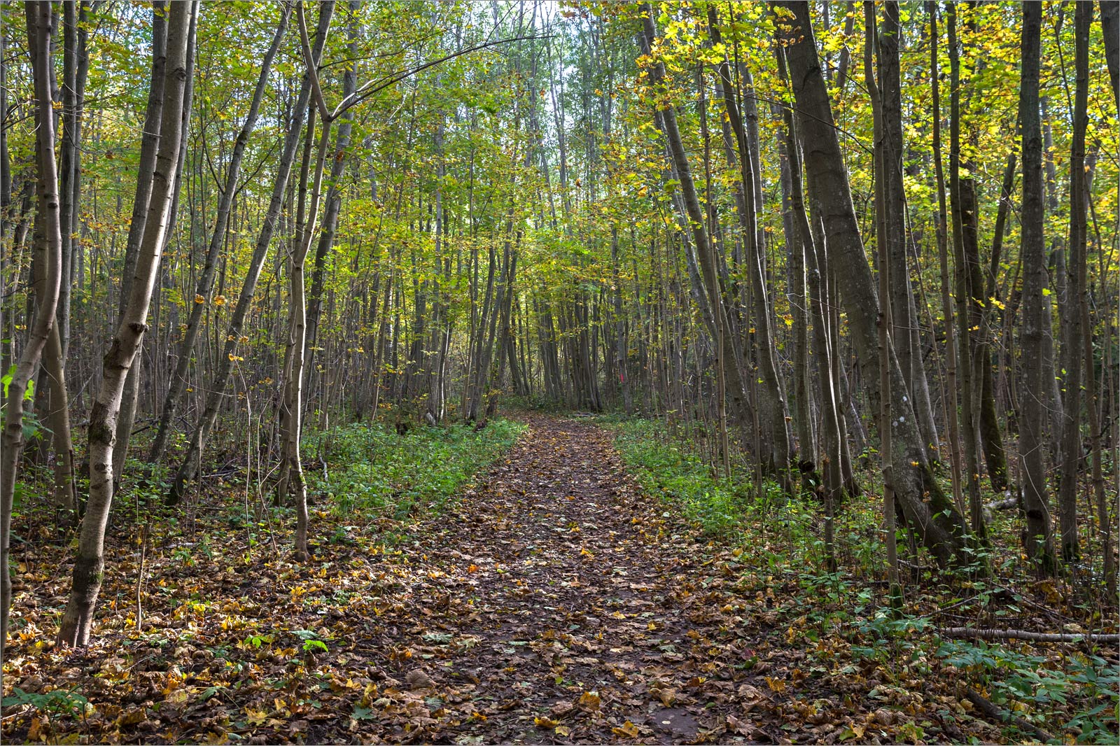 Гатчинские парки, image of landscape/habitat.