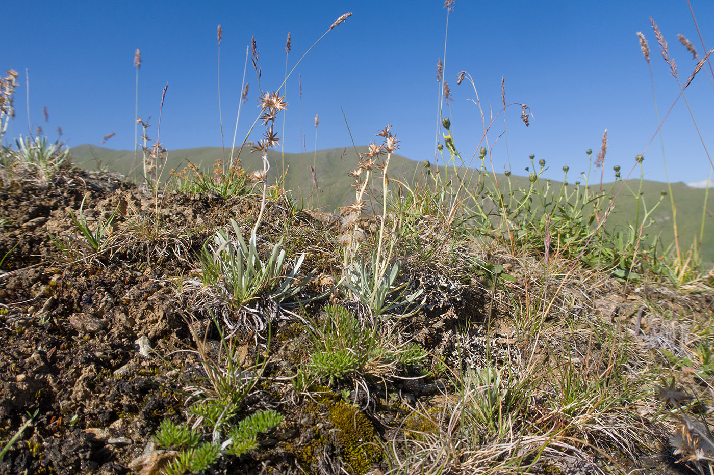 Чегетджара, image of landscape/habitat.