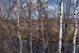 Комсомольск и окрестности, image of landscape/habitat.
