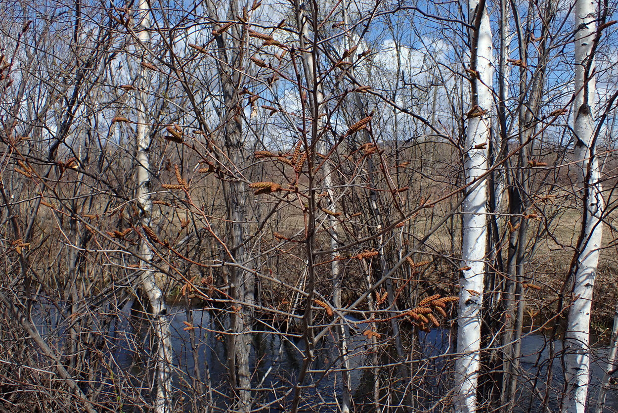 Комсомольск и окрестности, image of landscape/habitat.