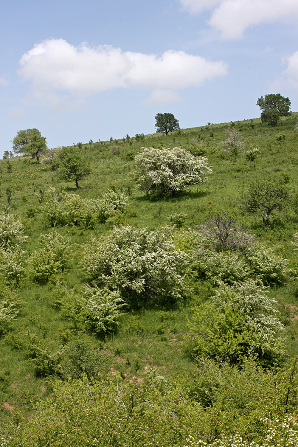 Горы Кокбулак, image of landscape/habitat.