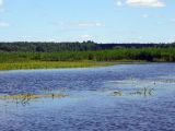 Заказник Ярославский, image of landscape/habitat.