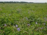 Позднякова, image of landscape/habitat.