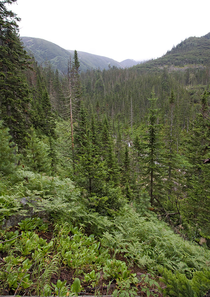 Тропа на "Чум", image of landscape/habitat.