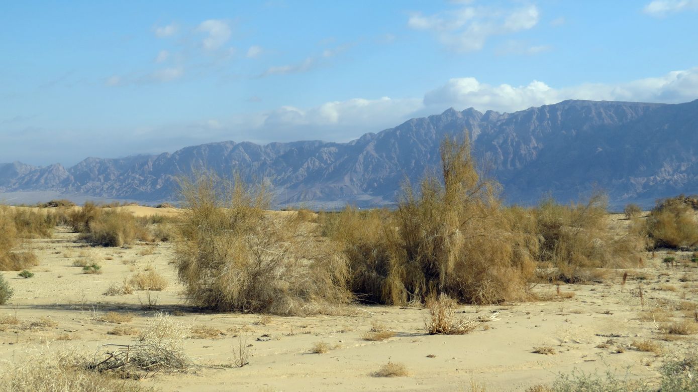 Эмек Арава, image of landscape/habitat.