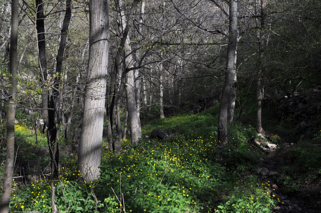 Окрестности деревни Баглик, image of landscape/habitat.