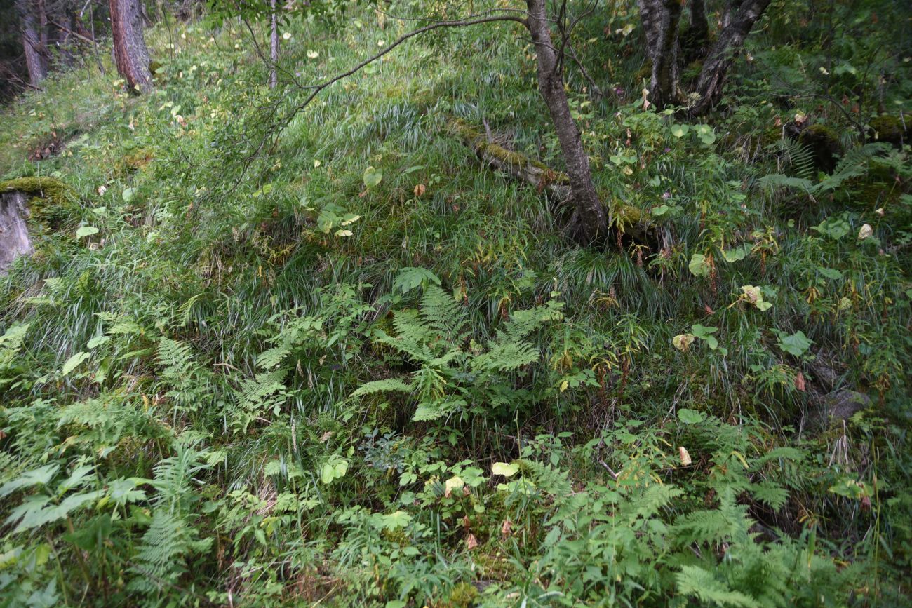 Терскольский лес, image of landscape/habitat.