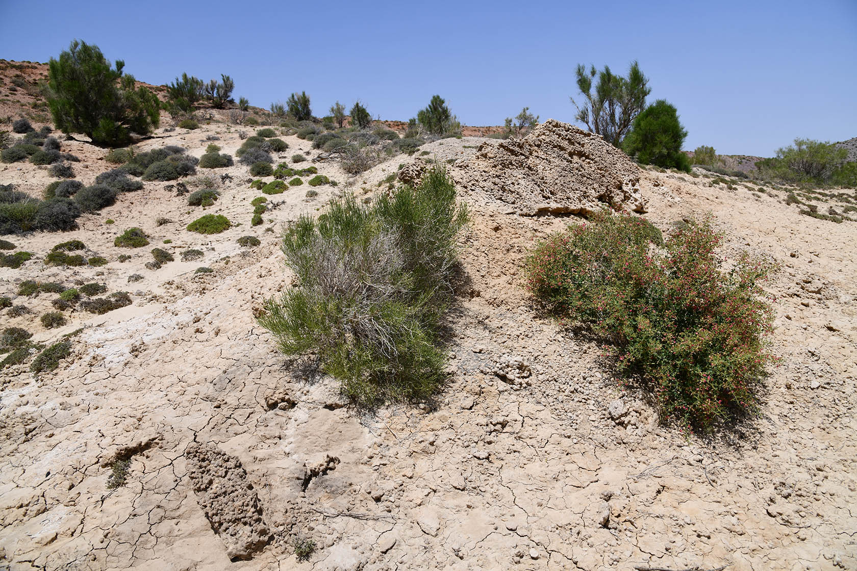 Бала-Богуты, image of landscape/habitat.