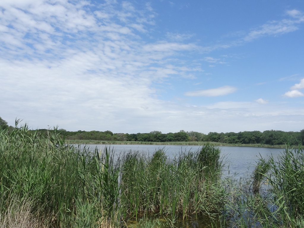 Курская, image of landscape/habitat.