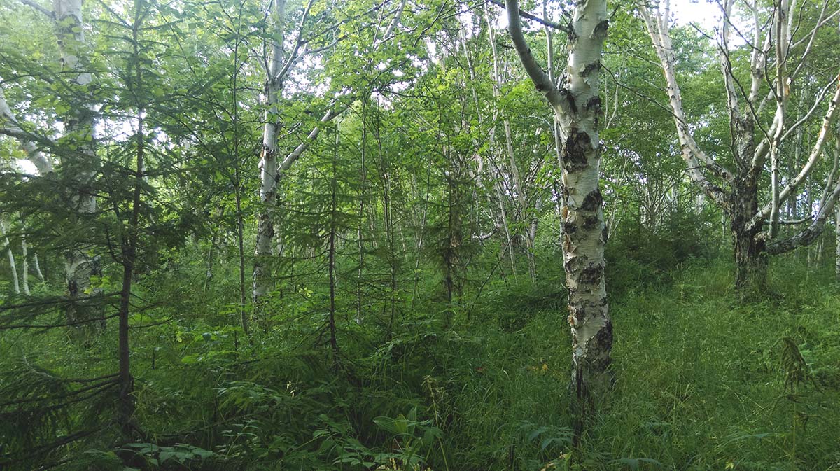 Озеро Светлое, image of landscape/habitat.