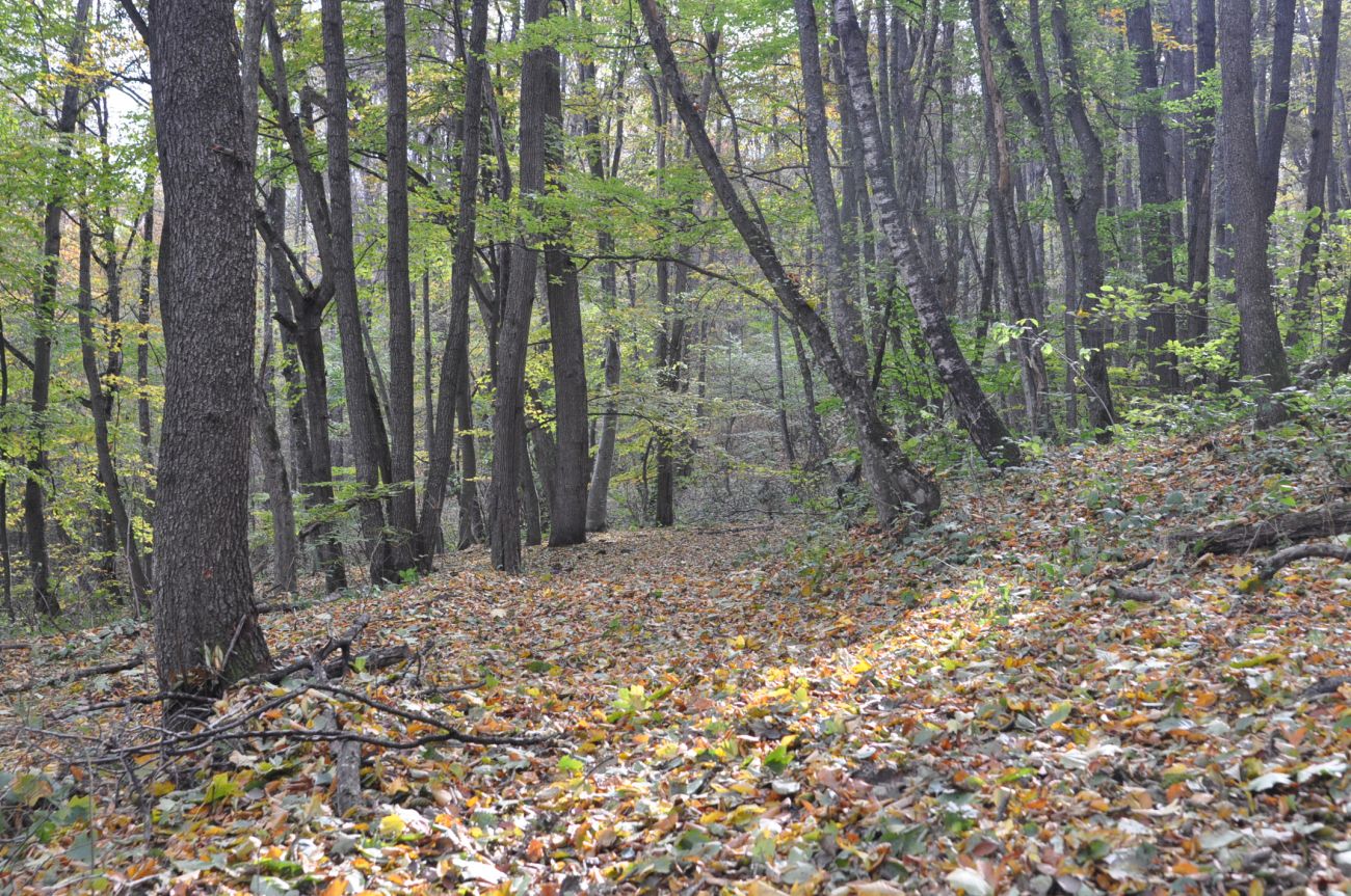Свято-Михайловский монастырь, image of landscape/habitat.