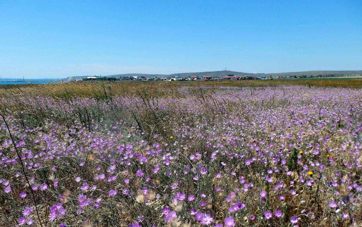 Железный Рог, image of landscape/habitat.