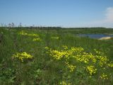 Урочище Терновый Яр, image of landscape/habitat.