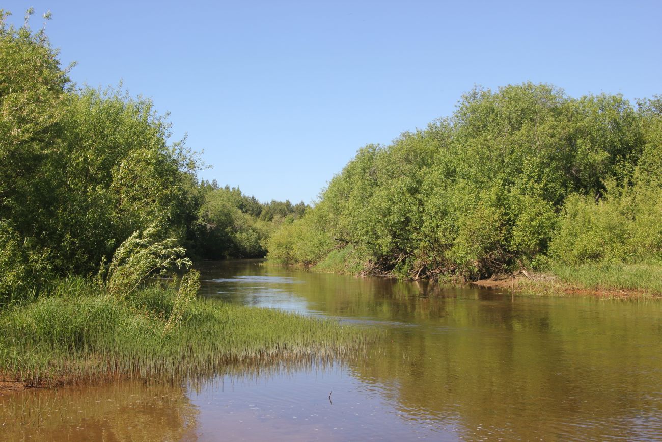 Окрестности Погорелово, image of landscape/habitat.