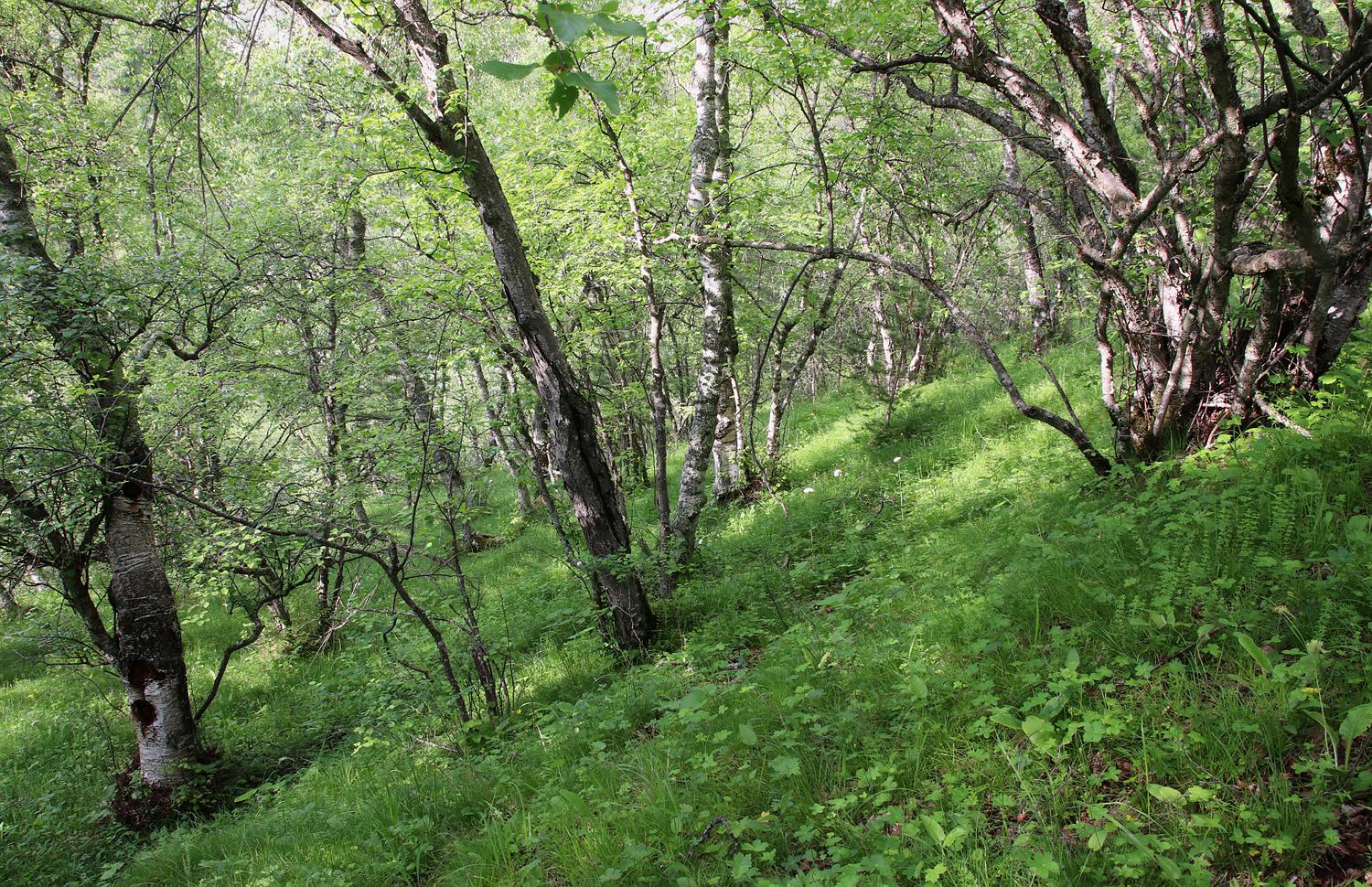 Природный парк "Верхний Гуниб", image of landscape/habitat.