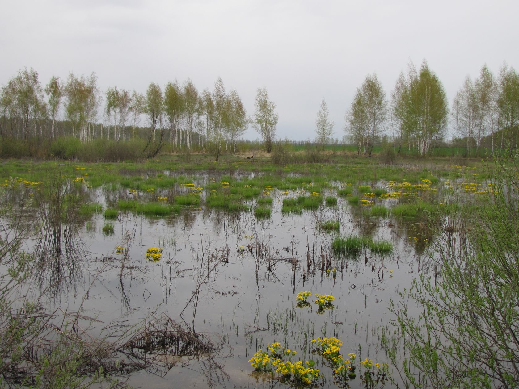 Покровское, изображение ландшафта.