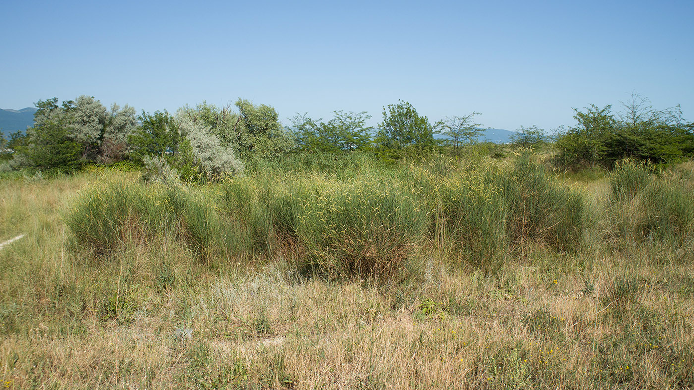 Дендропарк НПИ Куб ГТУ, image of landscape/habitat.