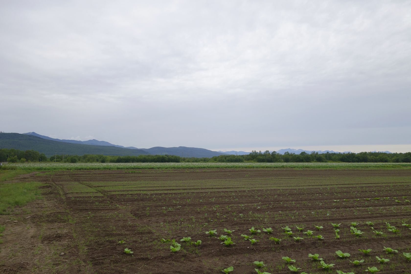 Мечта, image of landscape/habitat.