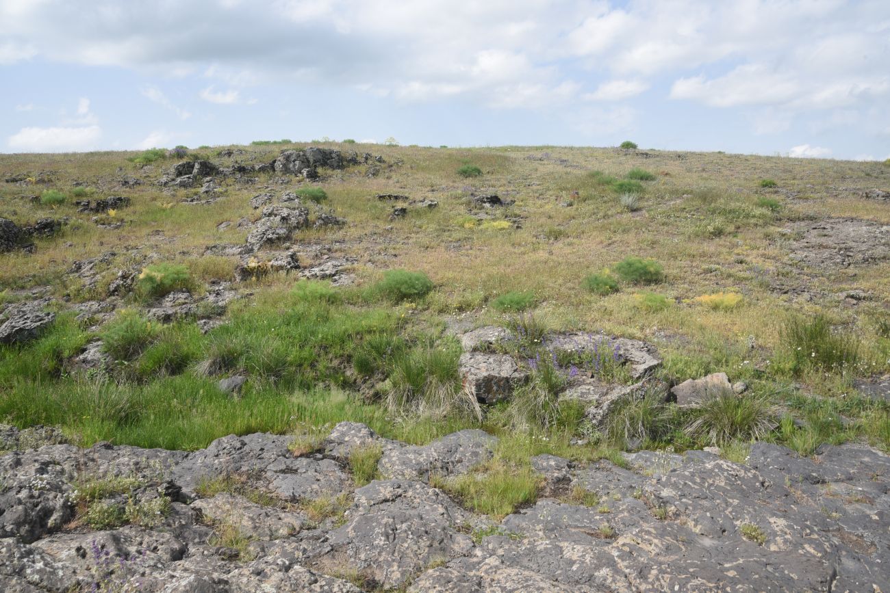 Овраг Хачидзор, image of landscape/habitat.