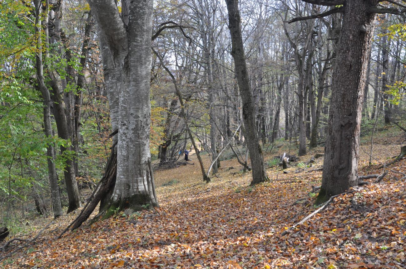 Свято-Михайловский монастырь, image of landscape/habitat.