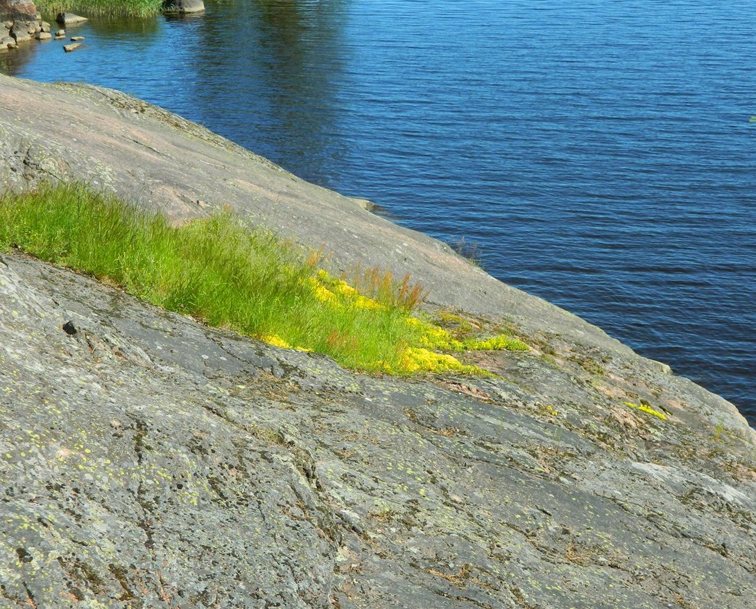 Парк Монрепо, image of landscape/habitat.