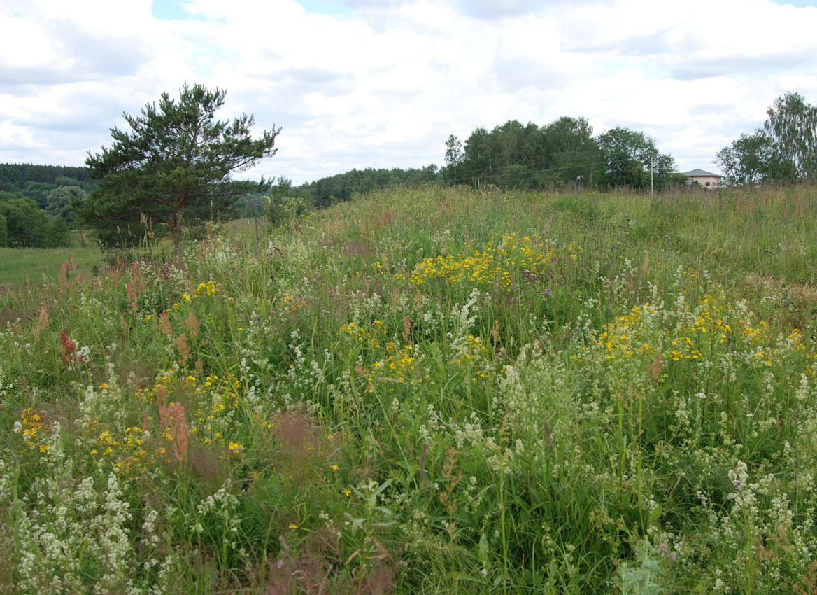 Павловская Слобода, image of landscape/habitat.