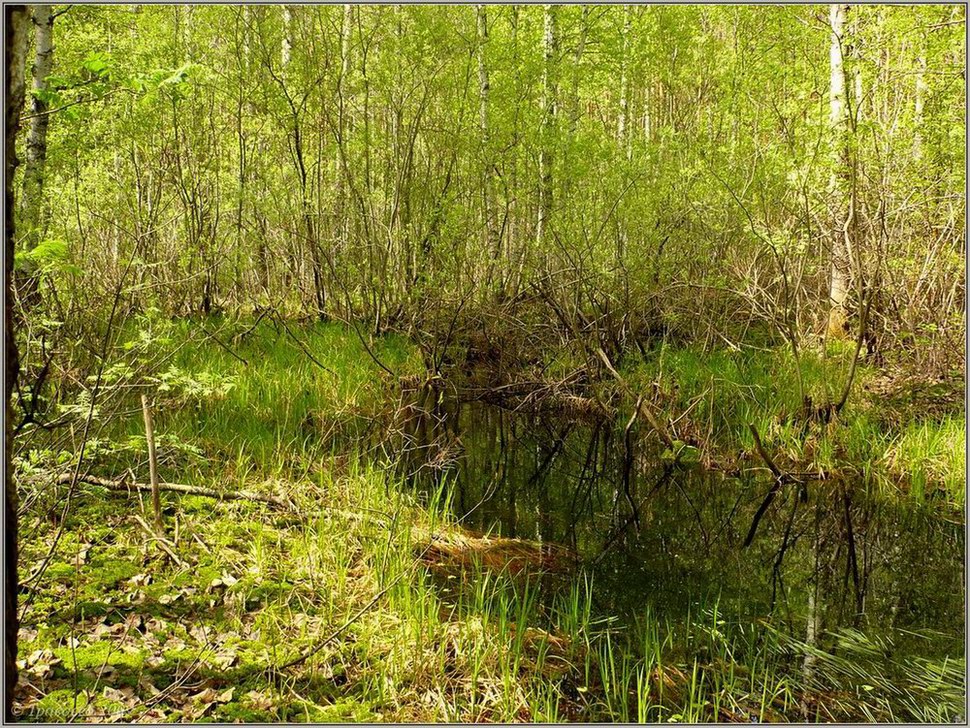 Первомайский район, image of landscape/habitat.