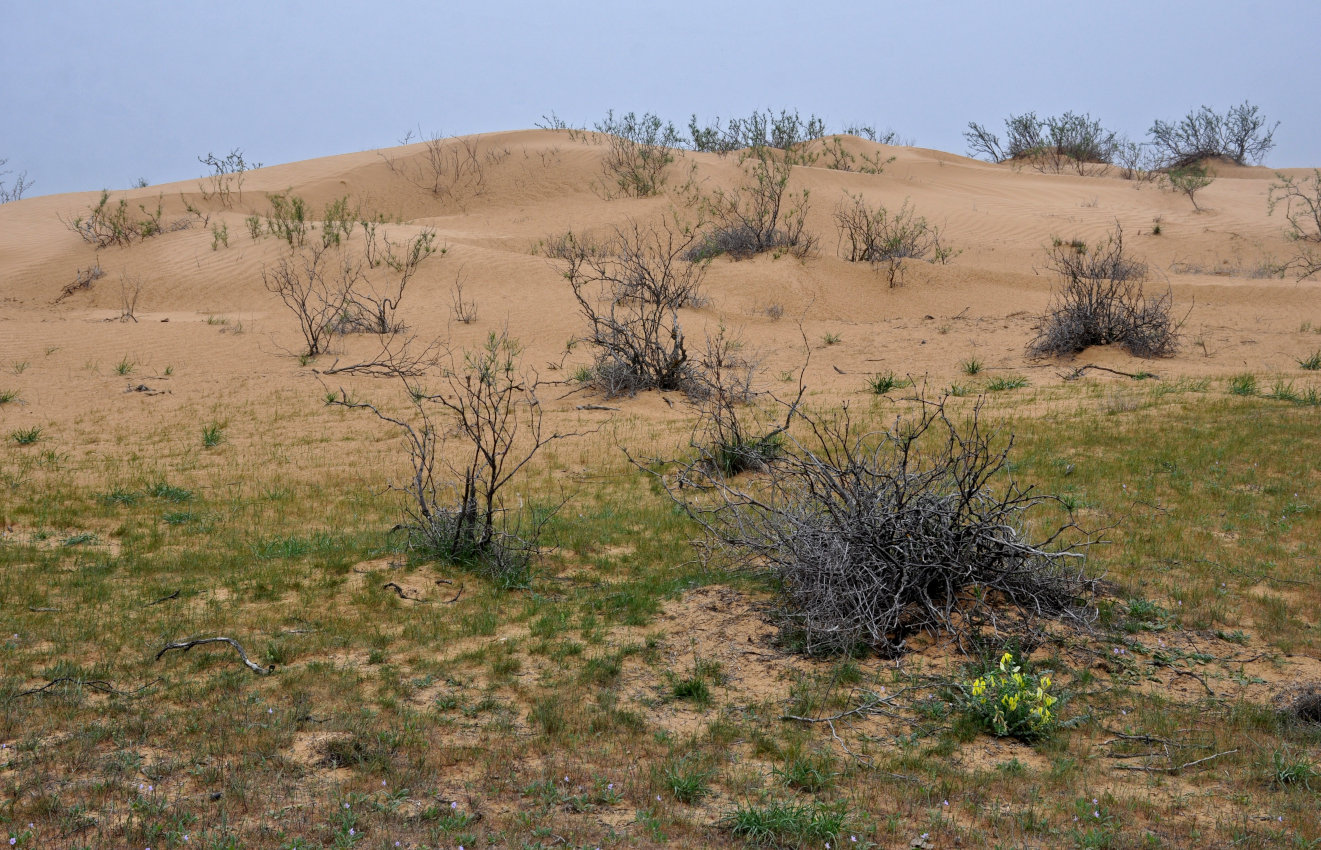 Окрестности посёлка Артезиан, image of landscape/habitat.