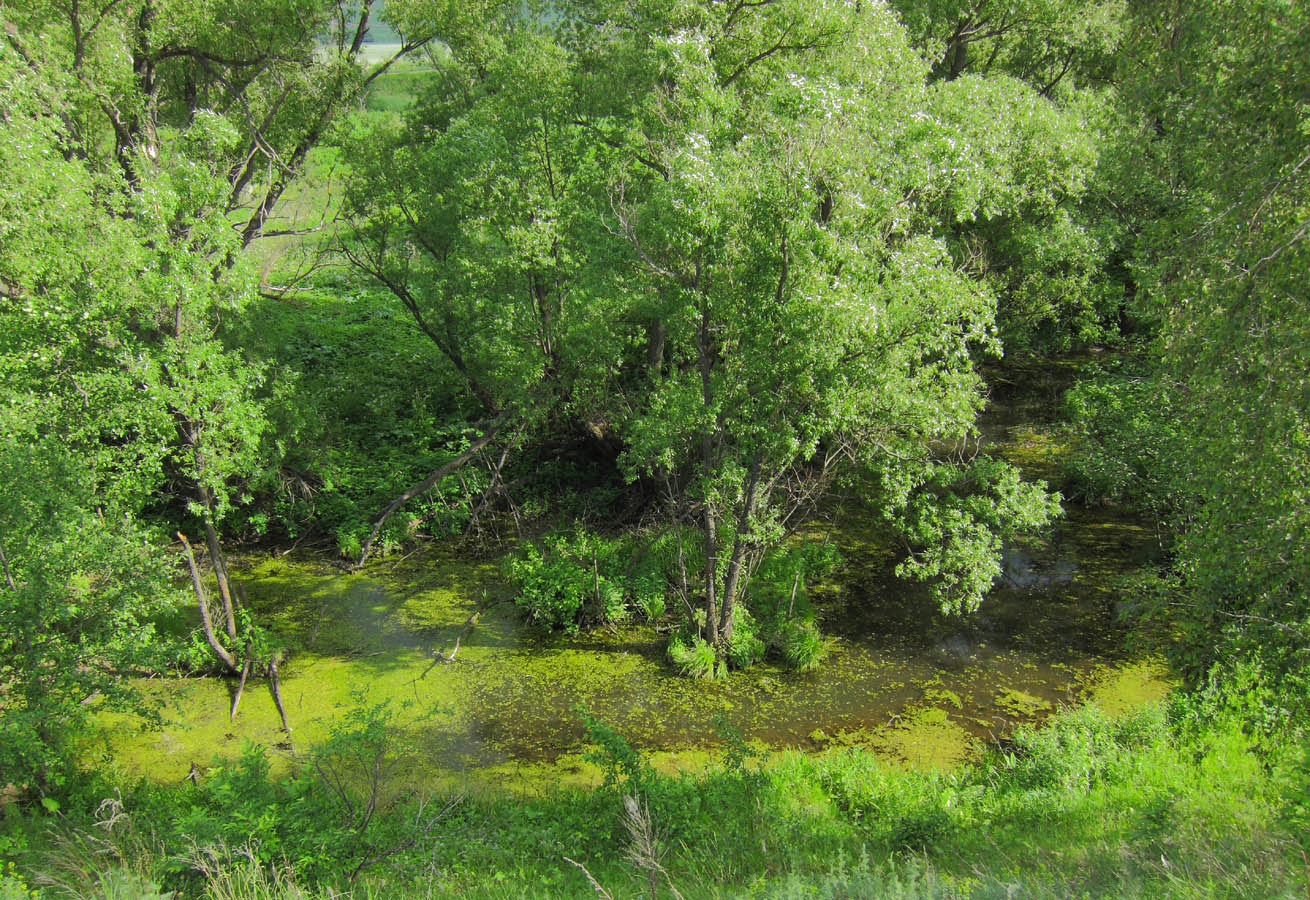Райлан, image of landscape/habitat.