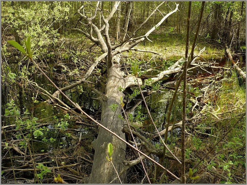 Первомайский район, image of landscape/habitat.